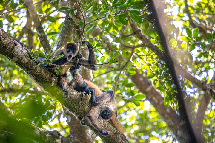 Vivi un'intera giornata di avventura nel Parco Nazionale del Vulcano Rincón de la Vieja, Costa Rica, con escursioni, cascate e sorgenti termali, foto 8 | wizardtrip