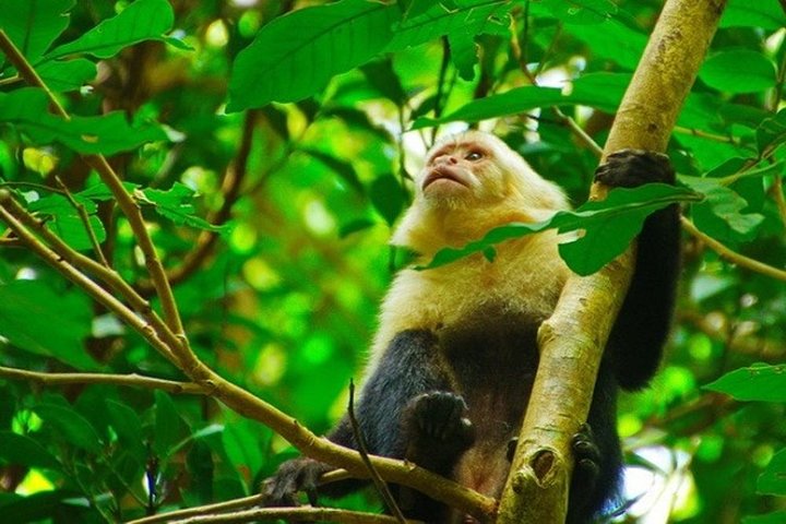 Vivi un'intera giornata di avventura nel Parco Nazionale del Vulcano Rincón de la Vieja, Costa Rica, con escursioni, cascate e sorgenti termali, foto 11 | wizardtrip