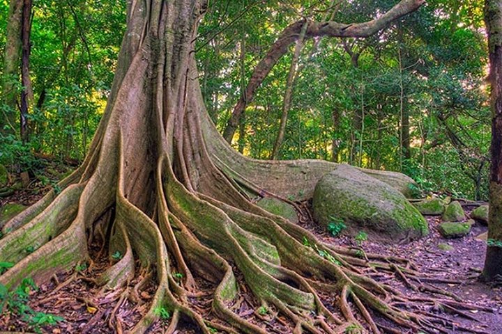 Vivi un'intera giornata di avventura nel Parco Nazionale del Vulcano Rincón de la Vieja, Costa Rica, con escursioni, cascate e sorgenti termali, foto 13 | wizardtrip