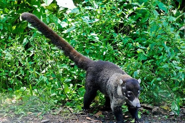 Vivi un'intera giornata di avventura nel Parco Nazionale del Vulcano Rincón de la Vieja, Costa Rica, con escursioni, cascate e sorgenti termali, foto 16 | wizardtrip