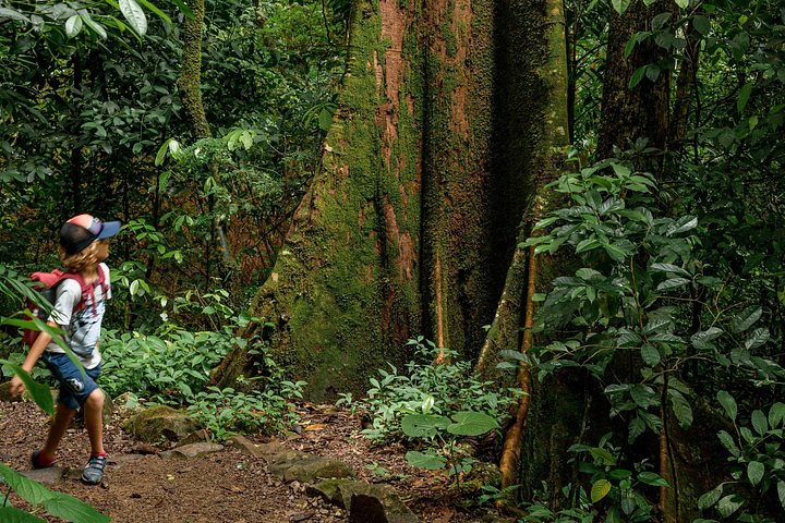Vivi un'intera giornata di avventura nel Parco Nazionale del Vulcano Rincón de la Vieja, Costa Rica, con escursioni, cascate e sorgenti termali, foto 28 | wizardtrip