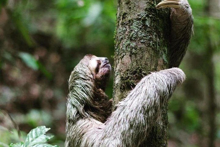 Heldagstur i Costa Rica med vandfald, regnskovsvandringer og besøg på dovendyrreservat, foto 6 | wizardtrip