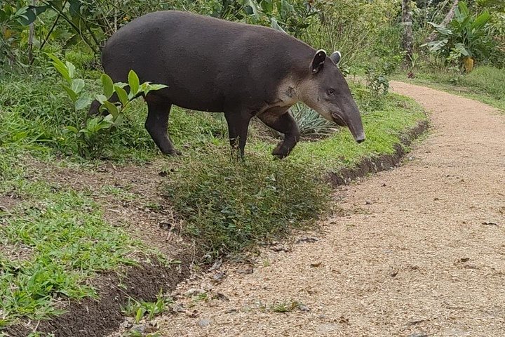 Heldagstur i Costa Rica med vandfald, regnskovsvandringer og besøg på dovendyrreservat, foto 7 | wizardtrip