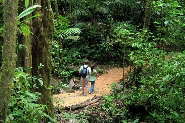 Heldagstur i Costa Rica med vandfald, regnskovsvandringer og besøg på dovendyrreservat, foto 14 | wizardtrip