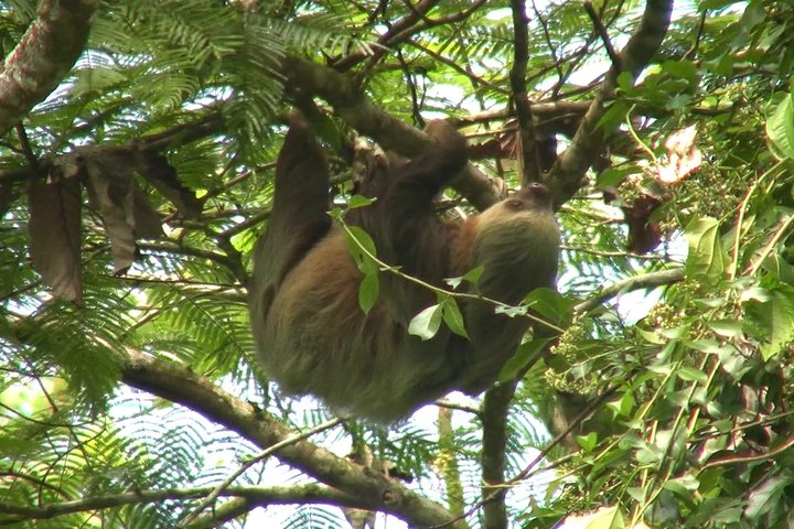 Heldagstur i Costa Rica med vandfald, regnskovsvandringer og besøg på dovendyrreservat, foto 17 | wizardtrip