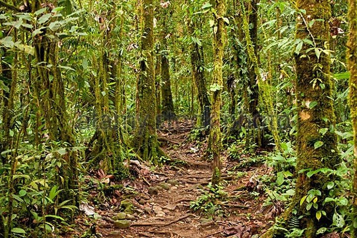 Heldagstur i Costa Rica med vandfald, regnskovsvandringer og besøg på dovendyrreservat, foto 18 | wizardtrip