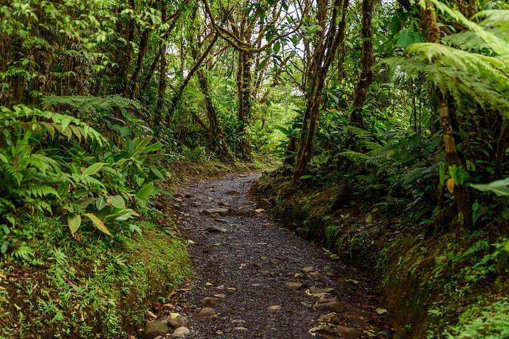 Heldagstur i Costa Rica med vandfald, regnskovsvandringer og besøg på dovendyrreservat, foto 19 | wizardtrip
