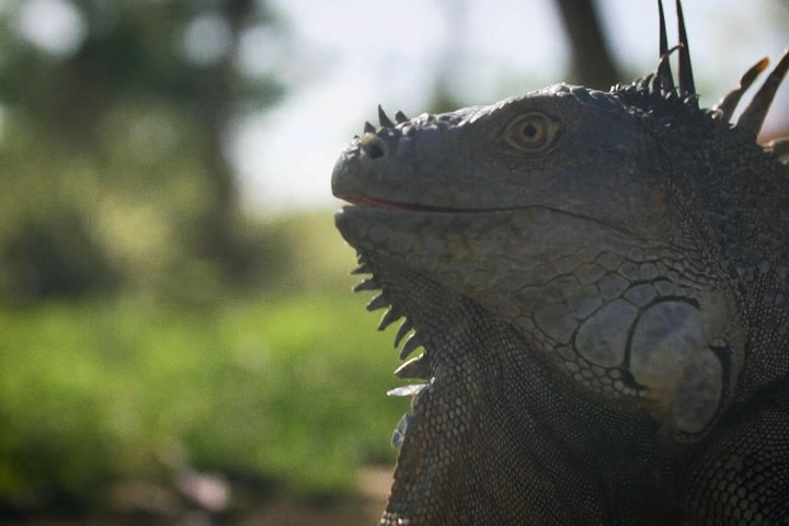 Heldagstur i Costa Rica med vandfald, regnskovsvandringer og besøg på dovendyrreservat, foto 20 | wizardtrip