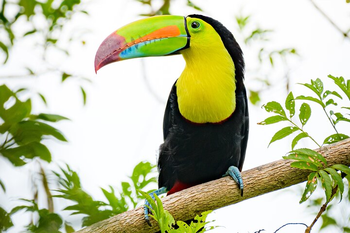 Heldagstur i Costa Rica med vandfald, regnskovsvandringer og besøg på dovendyrreservat, foto 21 | wizardtrip