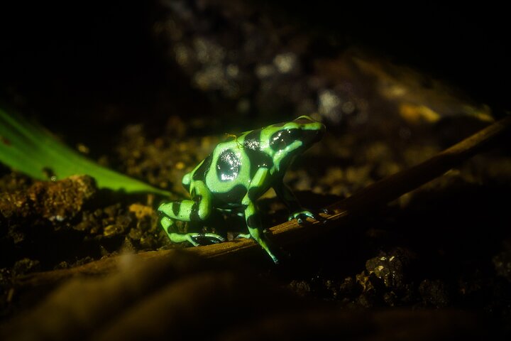 Heldagstur i Costa Rica med vandfald, regnskovsvandringer og besøg på dovendyrreservat, foto 23 | wizardtrip