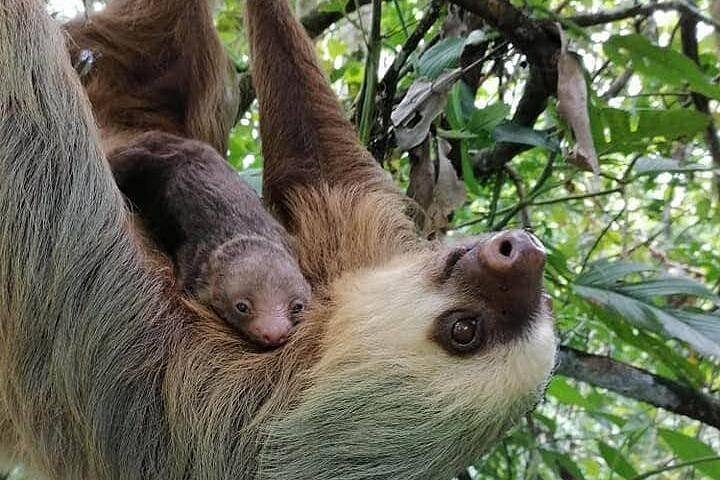 Heldagstur i Costa Rica med vandfald, regnskovsvandringer og besøg på dovendyrreservat, foto 24 | wizardtrip