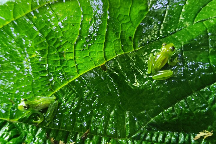 Heldagstur i Costa Rica med vandfald, regnskovsvandringer og besøg på dovendyrreservat, foto 25 | wizardtrip