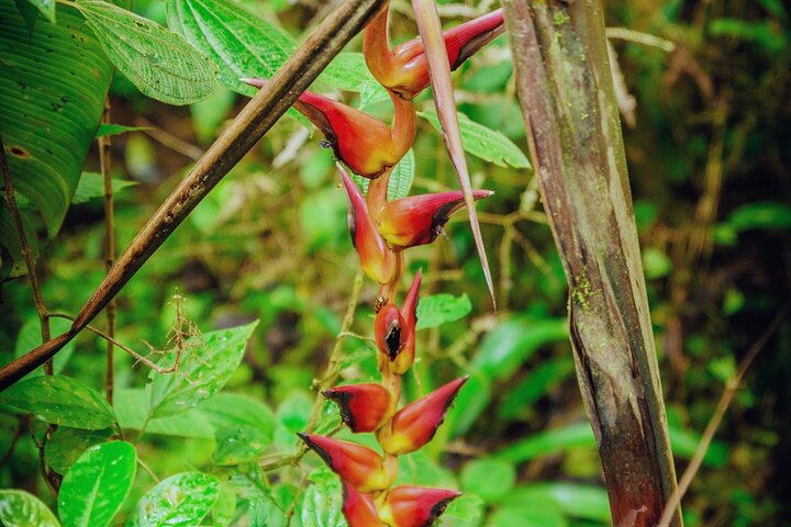 Heldagstur i Costa Rica med vandfald, regnskovsvandringer og besøg på dovendyrreservat, foto 26 | wizardtrip