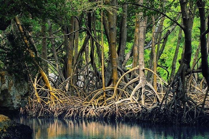 Tamarindo Estuary Bådsafari | wizardtrip