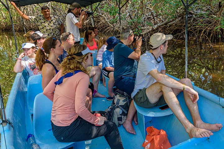 Naturskøn bådtur gennem den frodige mangroveflodmunding i Tamarindo, Costa Rica, hvor man spotter dyreliv, foto 7 | wizardtrip