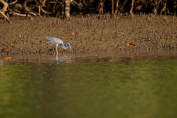 Naturskøn bådtur gennem den frodige mangroveflodmunding i Tamarindo, Costa Rica, hvor man spotter dyreliv, foto 10 | wizardtrip