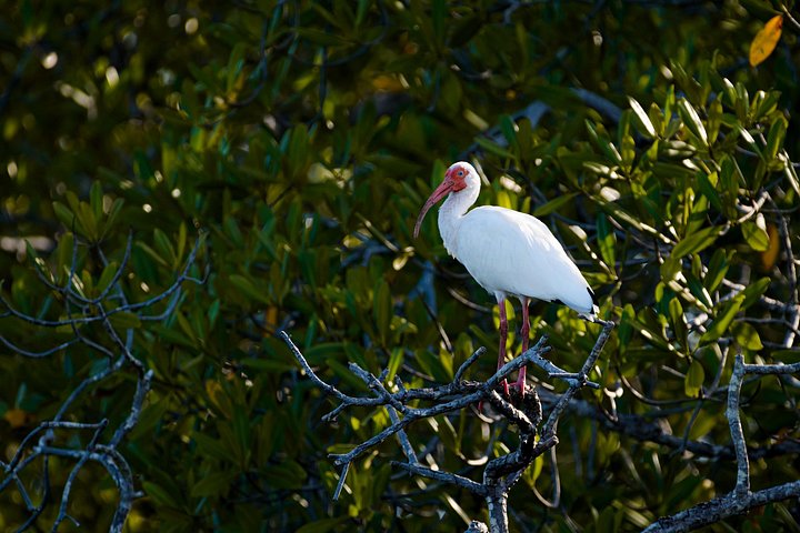 Naturskøn bådtur gennem den frodige mangroveflodmunding i Tamarindo, Costa Rica, hvor man spotter dyreliv, foto 13 | wizardtrip