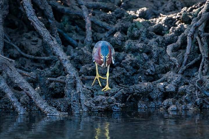 Naturskøn bådtur gennem den frodige mangroveflodmunding i Tamarindo, Costa Rica, hvor man spotter dyreliv, foto 17 | wizardtrip