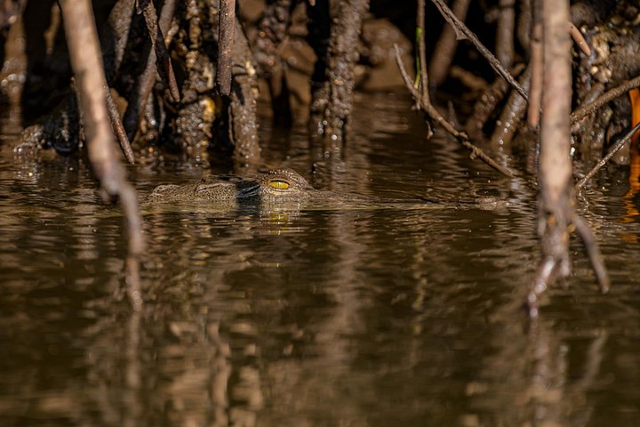 Naturskøn bådtur gennem den frodige mangroveflodmunding i Tamarindo, Costa Rica, hvor man spotter dyreliv, foto 18 | wizardtrip