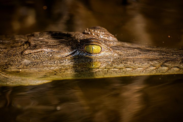 Naturskøn bådtur gennem den frodige mangroveflodmunding i Tamarindo, Costa Rica, hvor man spotter dyreliv, foto 19 | wizardtrip