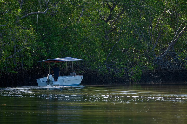 Naturskøn bådtur gennem den frodige mangroveflodmunding i Tamarindo, Costa Rica, hvor man spotter dyreliv, foto 21 | wizardtrip