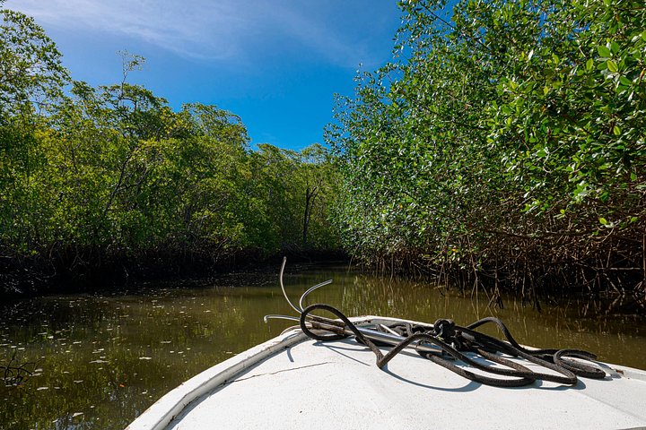 Naturskøn bådtur gennem den frodige mangroveflodmunding i Tamarindo, Costa Rica, hvor man spotter dyreliv, foto 22 | wizardtrip