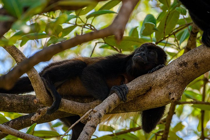 Naturskøn bådtur gennem den frodige mangroveflodmunding i Tamarindo, Costa Rica, hvor man spotter dyreliv, foto 24 | wizardtrip