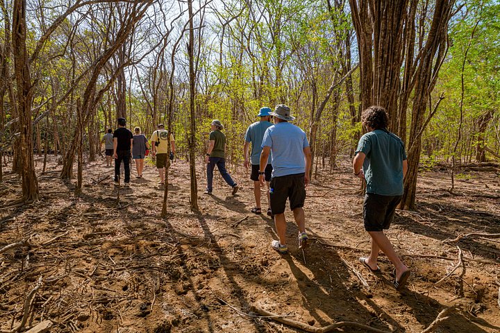 Naturskøn bådtur gennem den frodige mangroveflodmunding i Tamarindo, Costa Rica, hvor man spotter dyreliv, foto 25 | wizardtrip
