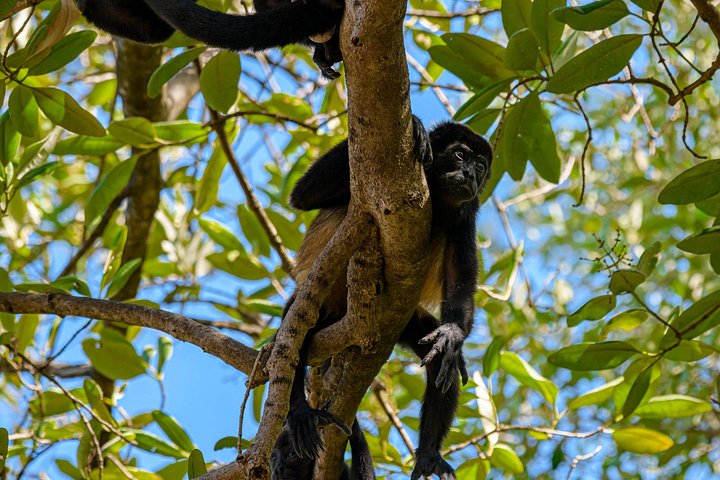 Naturskøn bådtur gennem den frodige mangroveflodmunding i Tamarindo, Costa Rica, hvor man spotter dyreliv, foto 26 | wizardtrip