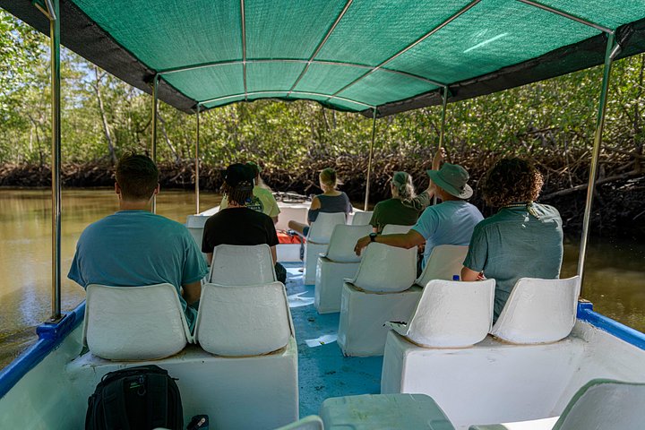 Naturskøn bådtur gennem den frodige mangroveflodmunding i Tamarindo, Costa Rica, hvor man spotter dyreliv, foto 29 | wizardtrip