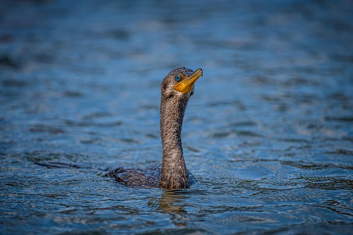 Naturskøn bådtur gennem den frodige mangroveflodmunding i Tamarindo, Costa Rica, hvor man spotter dyreliv, foto 30 | wizardtrip