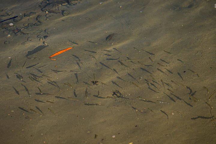 Naturskøn bådtur gennem den frodige mangroveflodmunding i Tamarindo, Costa Rica, hvor man spotter dyreliv, foto 31 | wizardtrip