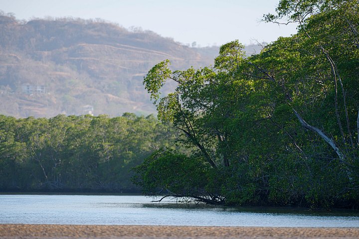 Naturskøn bådtur gennem den frodige mangroveflodmunding i Tamarindo, Costa Rica, hvor man spotter dyreliv, foto 33 | wizardtrip