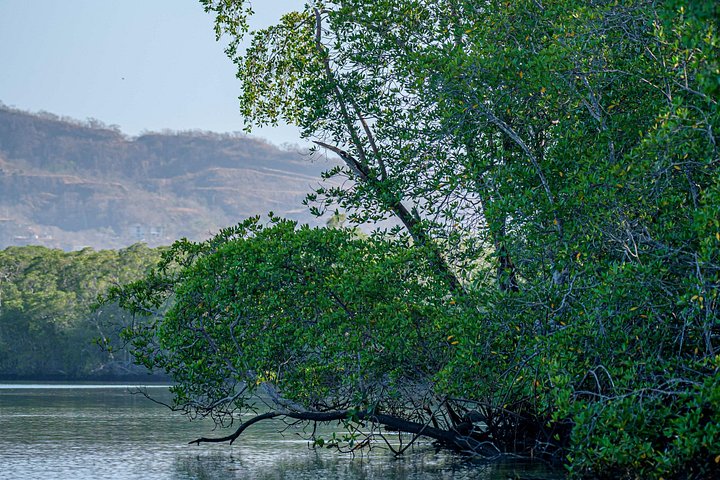 Naturskøn bådtur gennem den frodige mangroveflodmunding i Tamarindo, Costa Rica, hvor man spotter dyreliv, foto 35 | wizardtrip