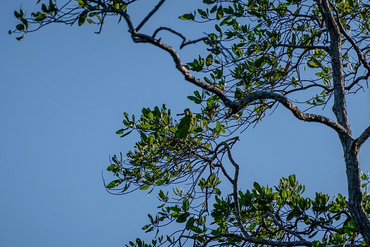 Naturskøn bådtur gennem den frodige mangroveflodmunding i Tamarindo, Costa Rica, hvor man spotter dyreliv, foto 36 | wizardtrip