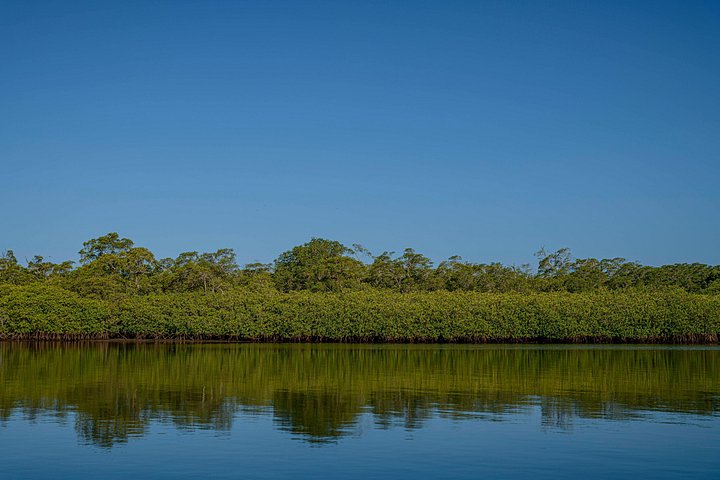 Naturskøn bådtur gennem den frodige mangroveflodmunding i Tamarindo, Costa Rica, hvor man spotter dyreliv, foto 37 | wizardtrip