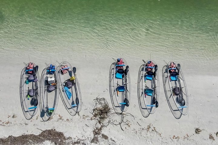 フロリダ州タンパ湾でのクリアカヤックツアー、マングローブと野生生物を探検、写真7 | wizardtrip