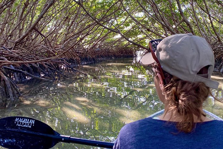 フロリダ州タンパ湾でのクリアカヤックツアー、マングローブと野生生物を探検、写真12 | wizardtrip