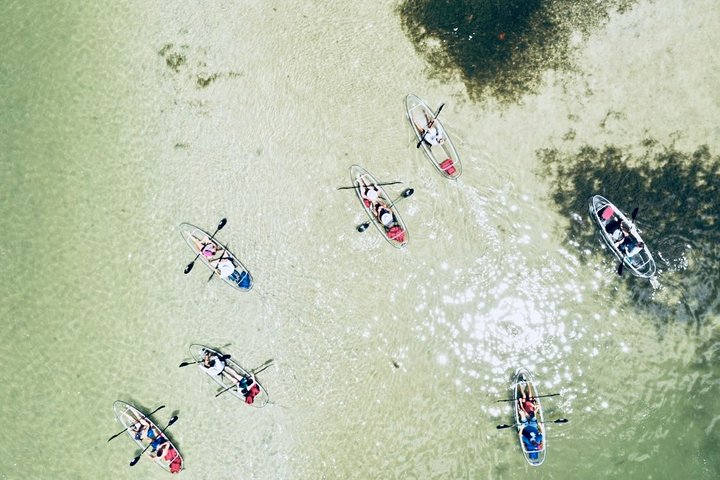 フロリダ州タンパ湾でのクリアカヤックツアー、マングローブと野生生物を探検、写真14 | wizardtrip