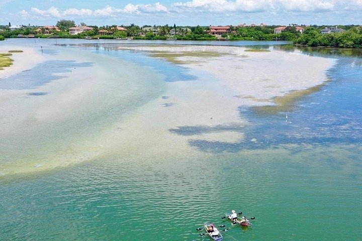フロリダ州タンパ湾でのクリアカヤックツアー、マングローブと野生生物を探検、写真17 | wizardtrip