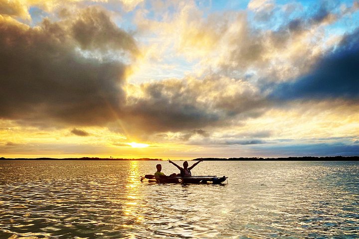 フロリダ州タンパ湾でのクリアカヤックツアー、マングローブと野生生物を探検、写真21 | wizardtrip