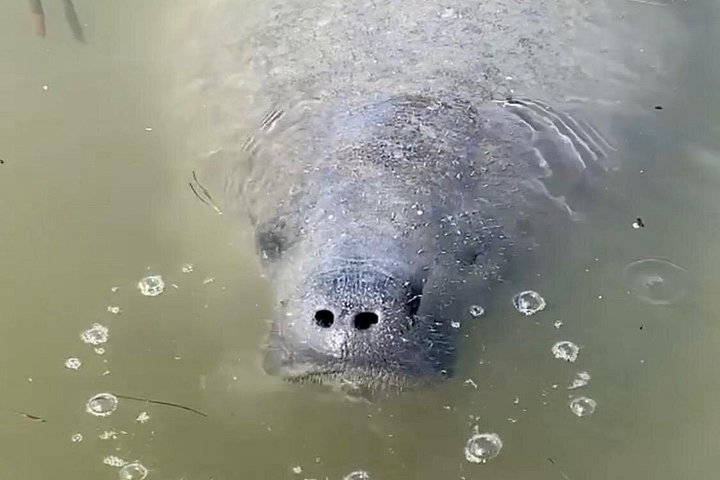 フロリダ州タンパ湾でのクリアカヤックツアー、マングローブと野生生物を探検、写真22 | wizardtrip