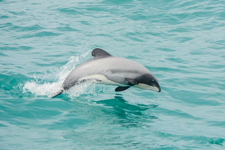 Akaroa Dolphins ~ Hafen-Naturkreuzfahrt | wizardtrip
