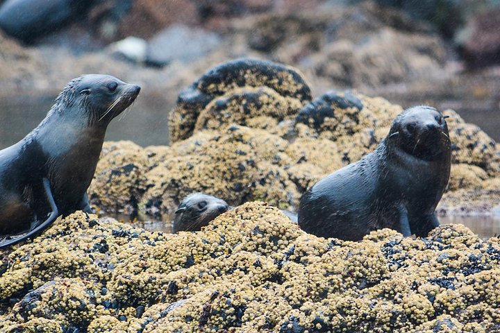 アカロア港の景観クルーズで、イルカや地元の野生動物を観察しましょう、写真6 | wizardtrip