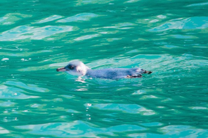 アカロア港の景観クルーズで、イルカや地元の野生動物を観察しましょう、写真8 | wizardtrip