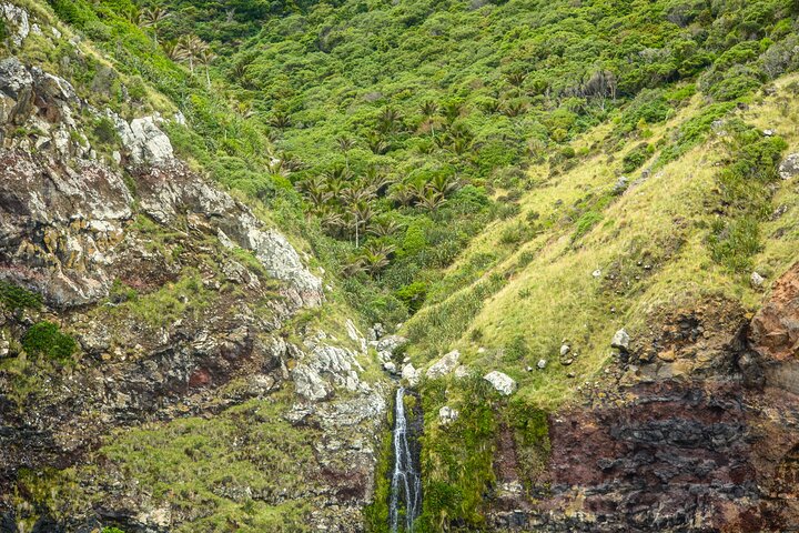 アカロア港の景観クルーズで、イルカや地元の野生動物を観察しましょう、写真13 | wizardtrip