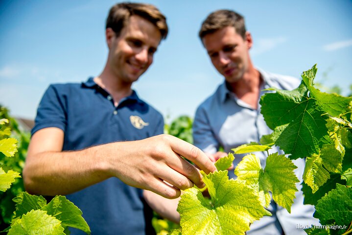 Champagnerverkostung und Weinbergtour in der Region Reims, Frankreich, Foto 6 | wizardtrip