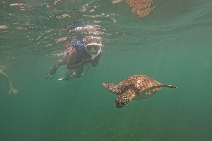 Aventura de jet snorkeling em San Juan, Porto Rico, com tartarugas marinhas e peixes tropicais, foto 7 | wizardtrip