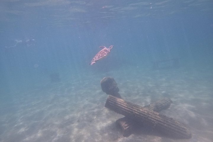 Aventura de jet snorkeling em San Juan, Porto Rico, com tartarugas marinhas e peixes tropicais, foto 9 | wizardtrip