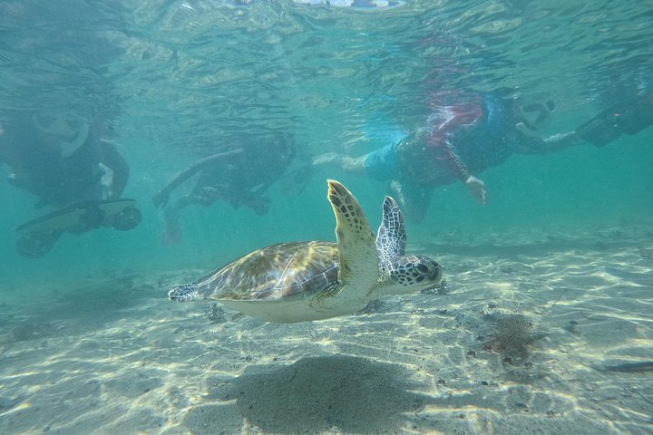 Aventura de jet snorkeling em San Juan, Porto Rico, com tartarugas marinhas e peixes tropicais, foto 11 | wizardtrip